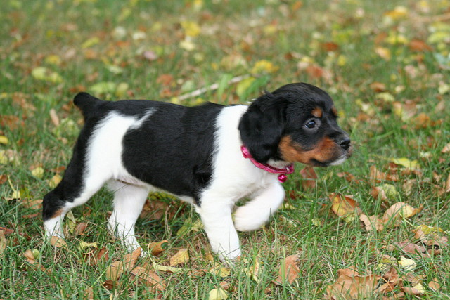 French store brittany rescue